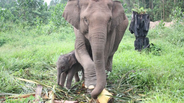 Tol Pekanbaru-Dumai Bakal Punya Terowongan Khusus Gajah